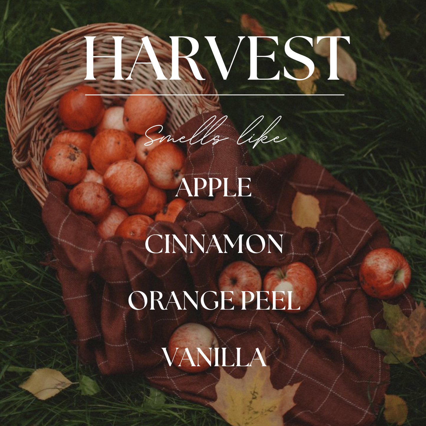 Harvest | Apples, Cinnamon, Clove | 9 oz. Soy Candle: Natural Wood Lid