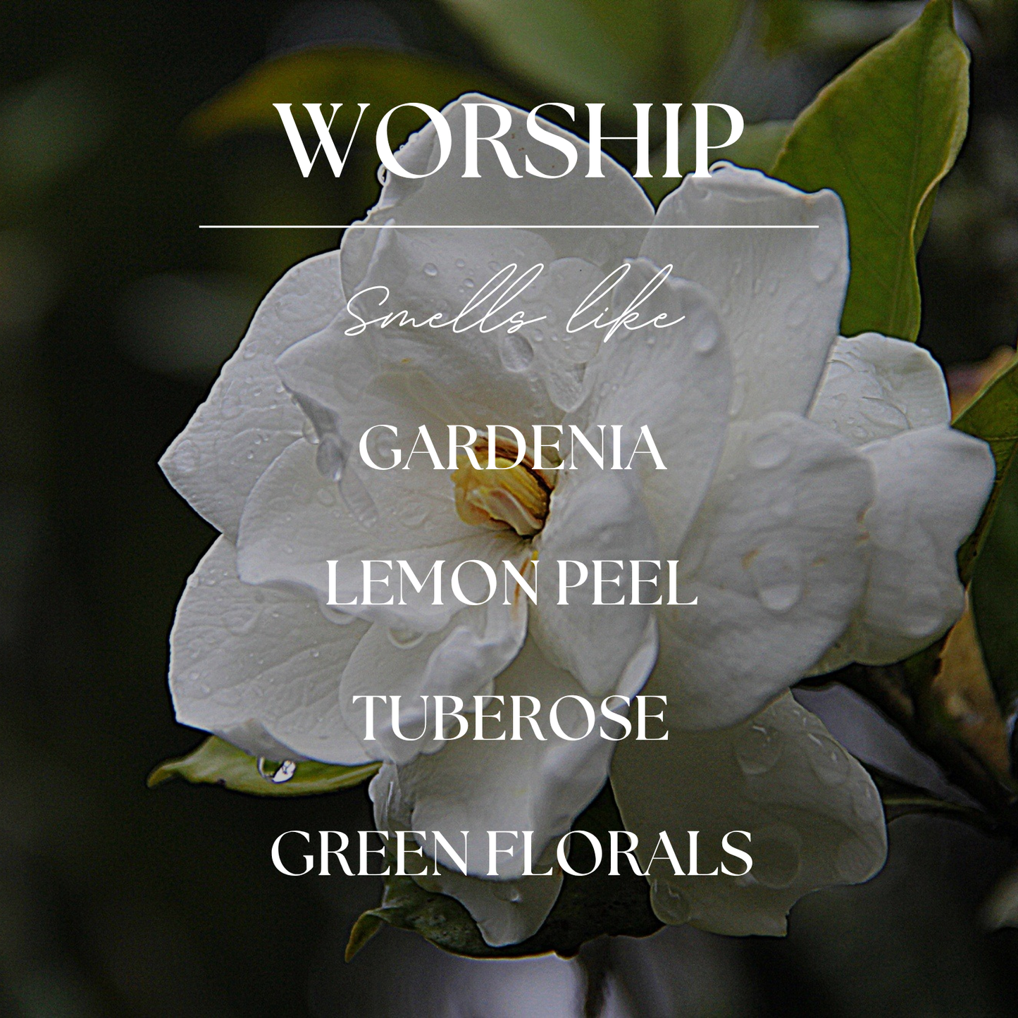 Worship | Gardenia & Tuberose | 9 oz. Clear Jar Soy Candle: Natural Wood Lid